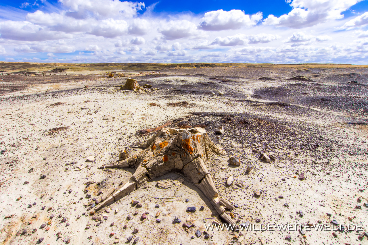 Petrified Trees in San Juan Basin, New Mexico
